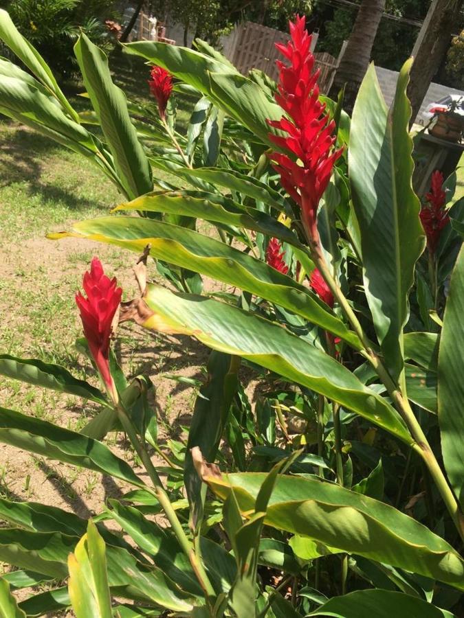 Casa De Praia Em Pauba Perto De Cachoeira E 5Min De Maresias Villa Kültér fotó